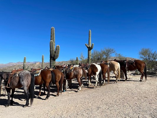 Horses AZ